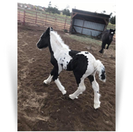 ~The Heartbreaker~ '17 Black Tobiano Colt by FHF Majestic Heritage - Unknown